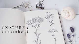 More Botanical Illustration Sketching the Natural World [upl. by Emelin]