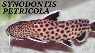 AQUARIUM CATFISH SYNODONTIS PETRICOLA [upl. by Onitnas268]