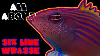 All About The Six Line Wrasse [upl. by Nawuj]