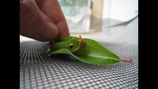 Spicebush Swallowtail Caterpillar Osmeterium Defense Mechanism [upl. by Acquah]