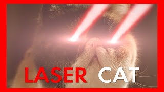 Laser Cat [upl. by Megargee]