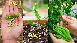 How to grow sweet peas [upl. by Iain584]