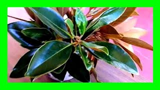 How to Propagate Magnolia Tree From Cuttings [upl. by Revlys796]