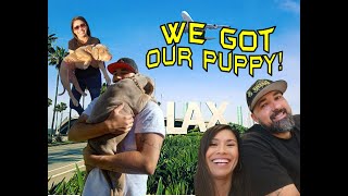 Picking up our XL Bully Pup From the UK to LAX [upl. by Atinele]