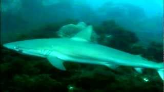 Documentário Fernando de Noronha  Cap 08  Mergulho com Barracudas e Tubarões [upl. by Marcellus80]