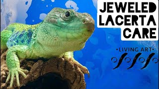 Jeweled Lacerta Care [upl. by Ailad]