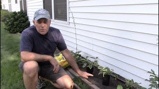 How to plant Hosta [upl. by Kotick]