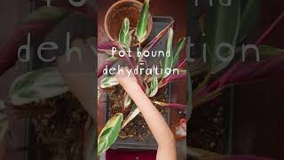 Stromanthe Triostar Repotting Tips [upl. by Soigroeg]