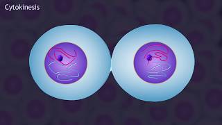 Mitosis and the Cell Cycle Animation [upl. by Elbertina]