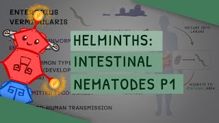 Helminths Intestinal Nematodes Part 1 features clinical importance diagnosis treatment [upl. by Adlare]