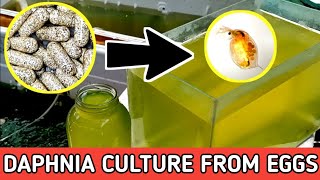 HOW TO HATCH DAPHNIA EGGS  HOW TO CULTURE DAPHNIA [upl. by Fugazy]