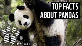 Top 10 Giant Panda Facts  Animal Fun Facts  WWF [upl. by Dollie146]