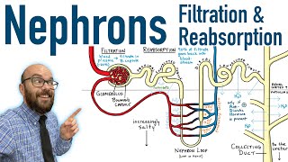 Nephrons  Filtration and Reabsorption Basics [upl. by Tatum]