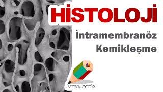 Histoloji  Kemik Doku  İntramembranöz Kemikleşme [upl. by Yrtneg]