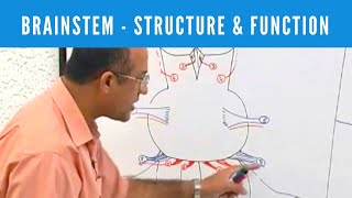 Brainstem  Structure and Function  Neuroanatomy [upl. by Omarr457]