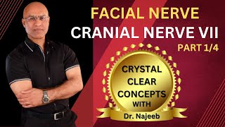 Facial Nerve  Neuroanatomy  Part 14 [upl. by Margarida]