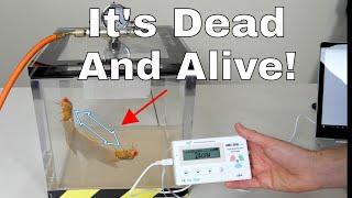 quotZombiequot Fly That is Both Dead and Alive—Reallife Schrödingers Cat Fly Experiment [upl. by Ayit994]