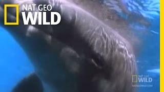 The Dark Side of Dolphins  Nat Geo Wild [upl. by Aivlys]