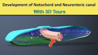 Notochord formation  Neurenteric Canal  3D tour of Notochord amp Neurenteric Canal [upl. by Arihsak278]