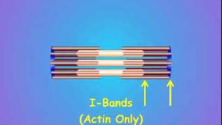 2 Sarcomere Structure [upl. by Japeth]