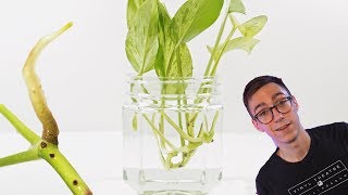 How To Propagate Pothos Cuttings  2 BEST Methods [upl. by Leorsiy608]