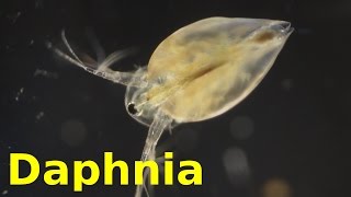 Daphnia [upl. by Aurthur]