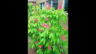 Learn to Grow Red Buckeye [upl. by Zenobia]