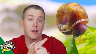 How Do I Get Rid of Snails in my Fish Tank [upl. by Reamonn925]