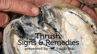 Thrush Signs and Remedies [upl. by Aliahkim483]