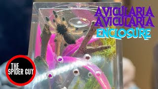 AVICULARIA AVICULARIA ENCLOSURE [upl. by Caryn41]