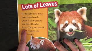 National Geographic Kids Red Panda [upl. by Naziaf191]