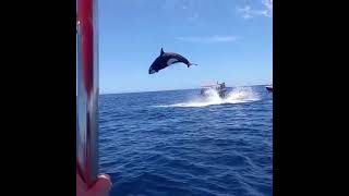 Viral video shows orcas stunning leap during dramatic dolphin hunt [upl. by Izak]