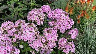 Tall Phlox from Proven Winners [upl. by Atnod]