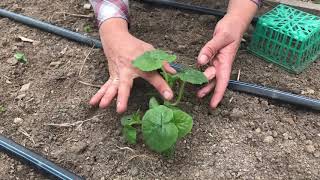 How To Grow Long Keeping Winter Squash [upl. by Hannad]