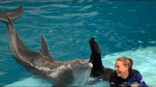 Dolphin Show at the National Aquarium [upl. by Manard]