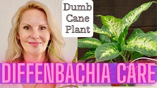 Dieffenbachia Care Propagation and Problems  Dumb Cane Plant with MOODY BLOOMS [upl. by Iaw525]