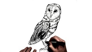 How To Draw An Owl  Step by Step [upl. by Airretal707]