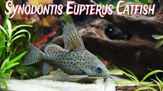 SYNODONTIS CATFISH [upl. by Loella]