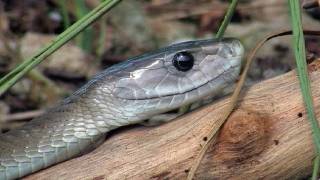 Black Mambas 11  Mamba vs King Cobra [upl. by Milson]