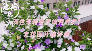 【开箱评测052】双色茉莉春季如何养护？花友称它为养不死的茉莉？Unboxing Brunfelsia brasiliensis for 188RMB with tips for growing [upl. by Ahsait945]