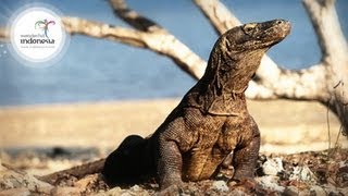 Wonderful Indonesia  Komodo Labuan Bajo [upl. by Bander]