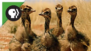 Baby Ostriches Hatching from Eggs [upl. by Nimajnab]