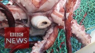 Rare colossal squid examined by scientists  BBC News [upl. by Anet570]