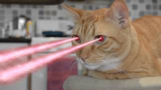 Cat with laser eyes [upl. by Llenral]