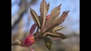 Plant portrait  Red buckeye Aesculus pavia [upl. by Arnelle]