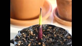 Growing a Colocasia Esculenta Black Magic Elephant Ear from bulb  11 days time lapse in 4K [upl. by Mehalek]