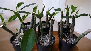 Frangipani Cuttings [upl. by Amble]