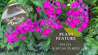 Plant Review Phlox Kapow Purple [upl. by Atinra]