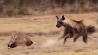 Aardvark Anteater Tries to Outrun Hyena in an Epic Chase [upl. by Annavoeg]