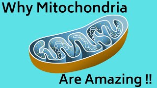 Mitochondria amp Energy Production [upl. by Syah]